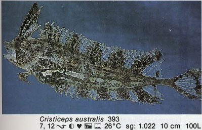 Cristiceps australis